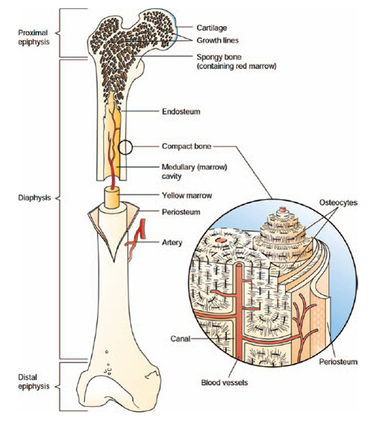 What is the smallest bone in the body? The Handy Anatomy Answer Book
